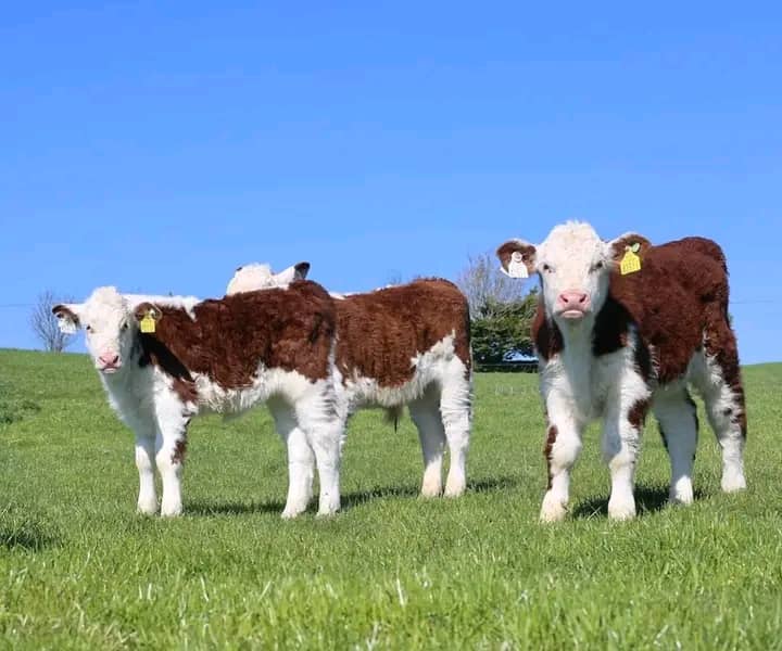 WhatsApp Image 2026-01-23 at 10.18.40