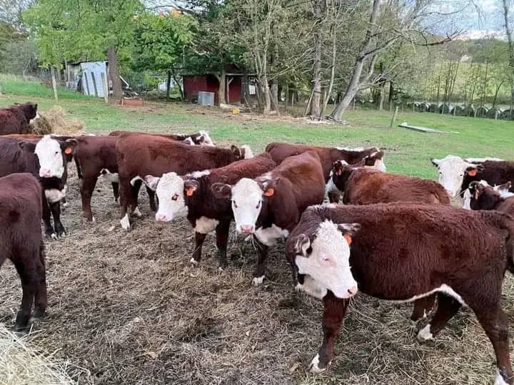 WhatsApp Image 2026-01-23 at 10.23.11