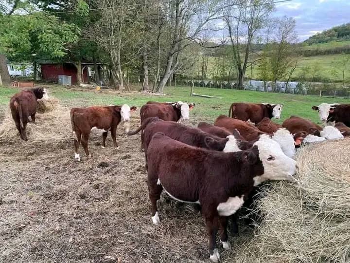 WhatsApp Image 2026-01-23 at 10.23.12