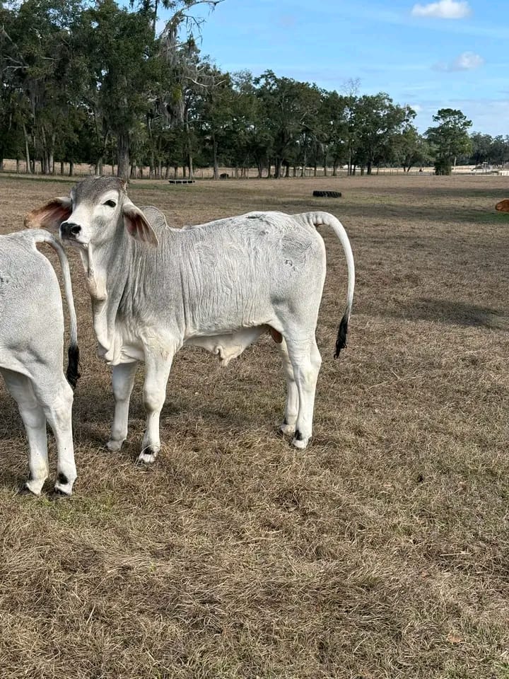 WhatsApp Image 2026-01-23 at 13.09.55 (1)