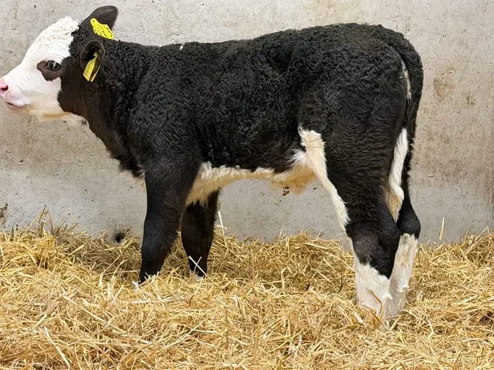 WhatsApp Image 2026-02-02 at 17.59.45 (2)