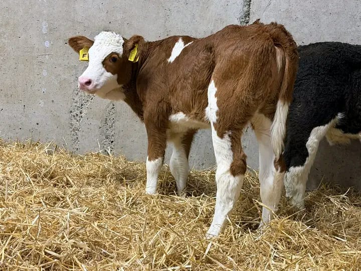 WhatsApp Image 2026-02-02 at 17.59.45