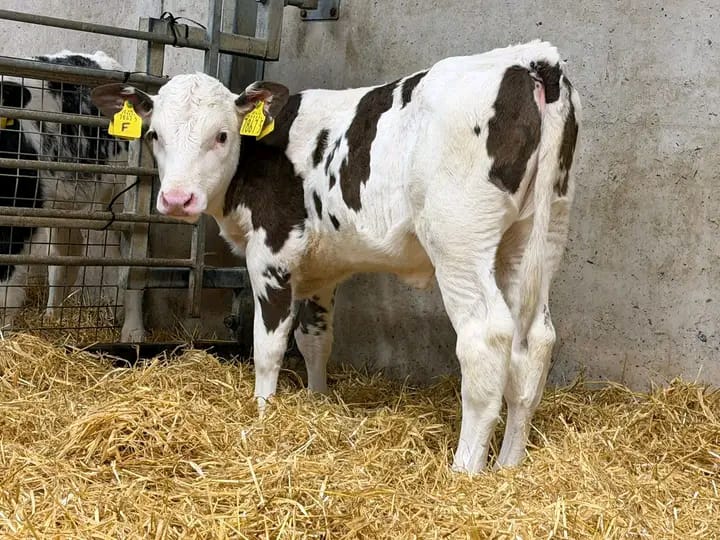 WhatsApp Image 2026-02-02 at 17.59.46